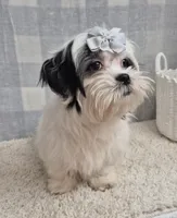 Sarah, a female Shih Tzu for sale in Plainfield, IN – Photo 2 of 4
