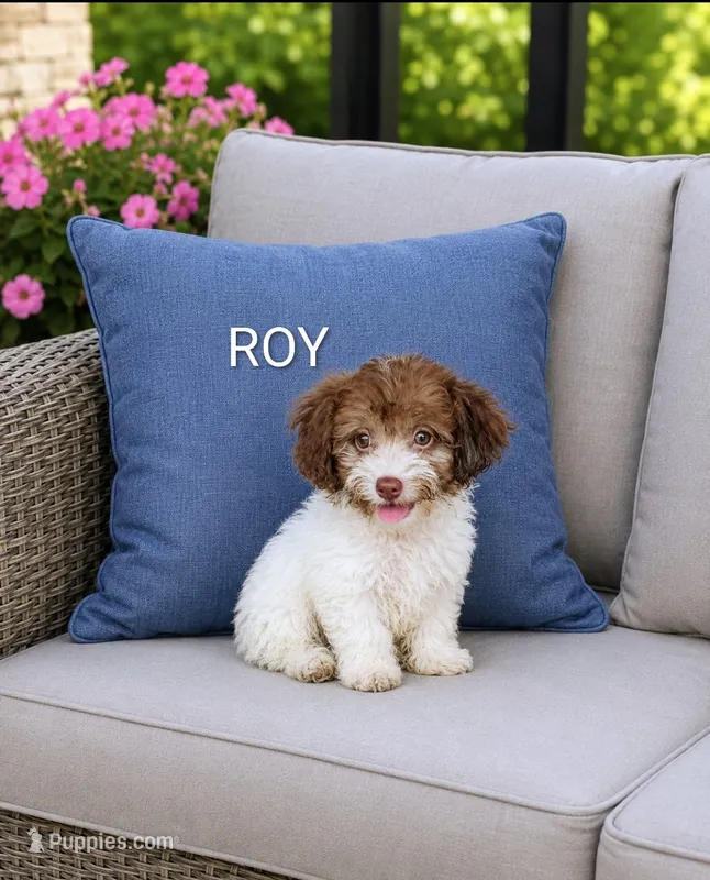 Roy – Havanese, Poodle - Miniature  puppy for sale in Plainfield, IN