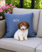 Roy, a male Havanese and Poodle - Miniature  for sale in Plainfield, IN – 1 of 1