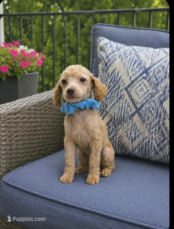 Boy 1 – Poodle - Miniature  puppy for sale in Plainfield, IN