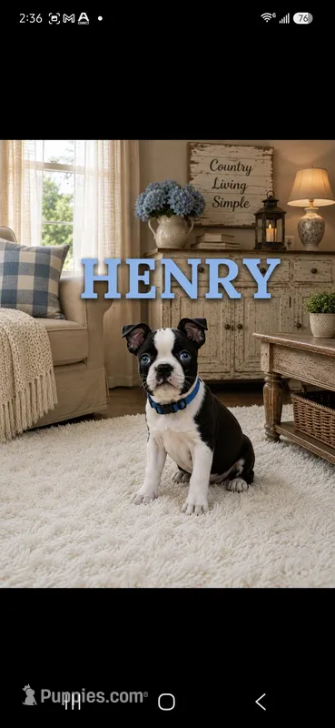 Henry – Boston Terrier puppy for sale in Plainfield, IN