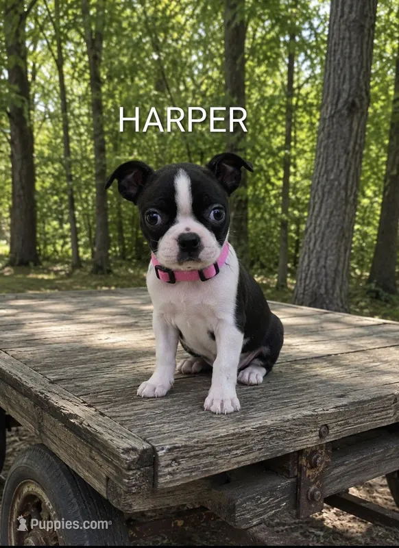 Harper – Boston Terrier puppy for sale in Plainfield, IN