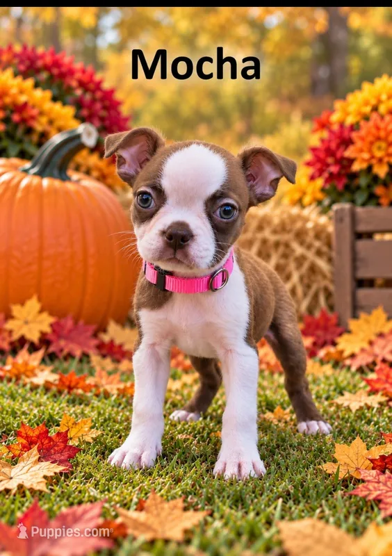 Mocha – Boston Terrier puppy for sale in Plainfield, IN