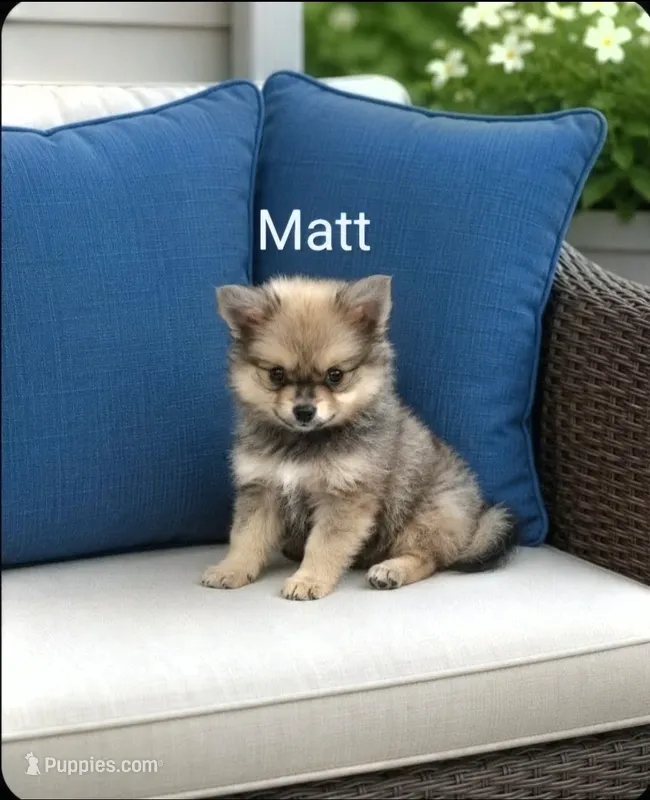 Matt – Pomeranian puppy for sale in Plainfield, IN