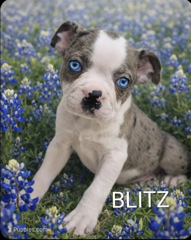 Blitz – Boston Terrier puppy for sale in Plainfield, IN