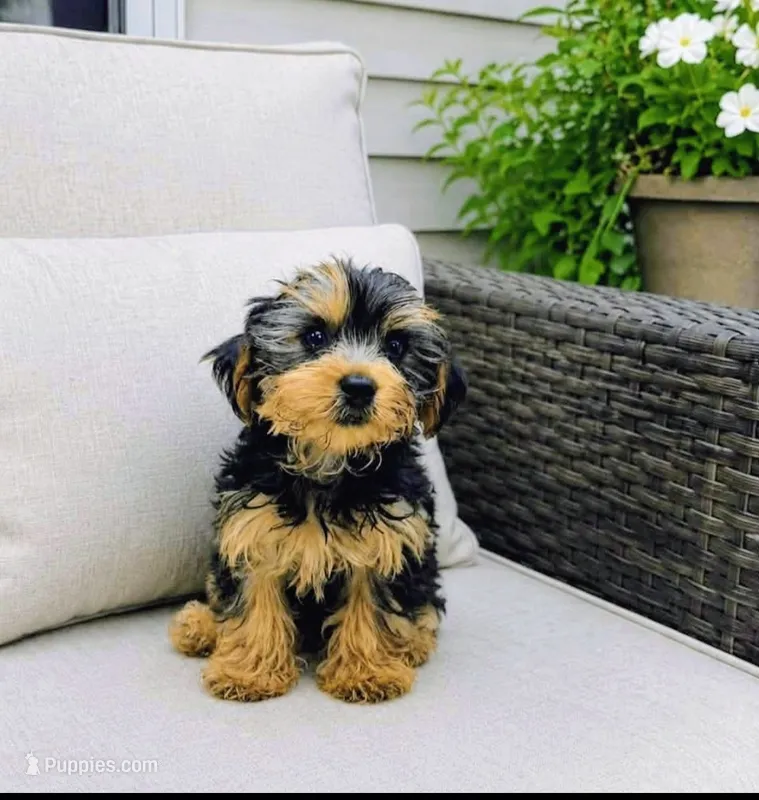  Boy 1 – Yorkshire Terrier puppy for sale in Plainfield, IN