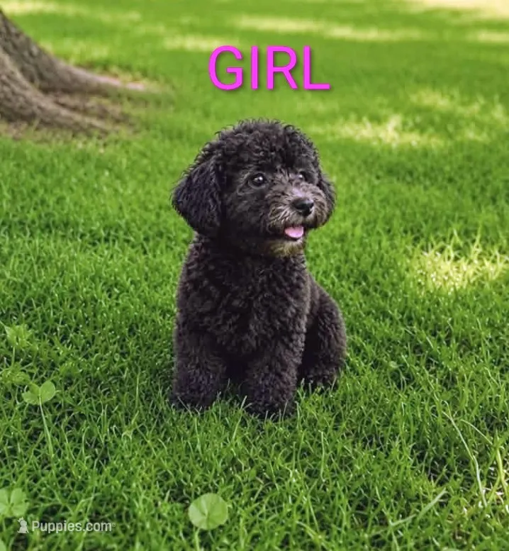 Girl 1 – Poodle - Miniature  puppy for sale in Plainfield, IN