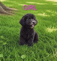 Girl 1, a female Poodle - Miniature  for sale in Plainfield, IN – 1 of 1