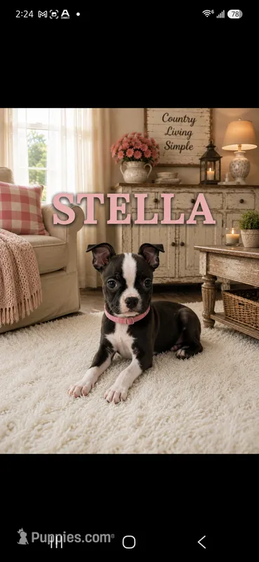 Stella – Boston Terrier puppy for sale in Plainfield, IN