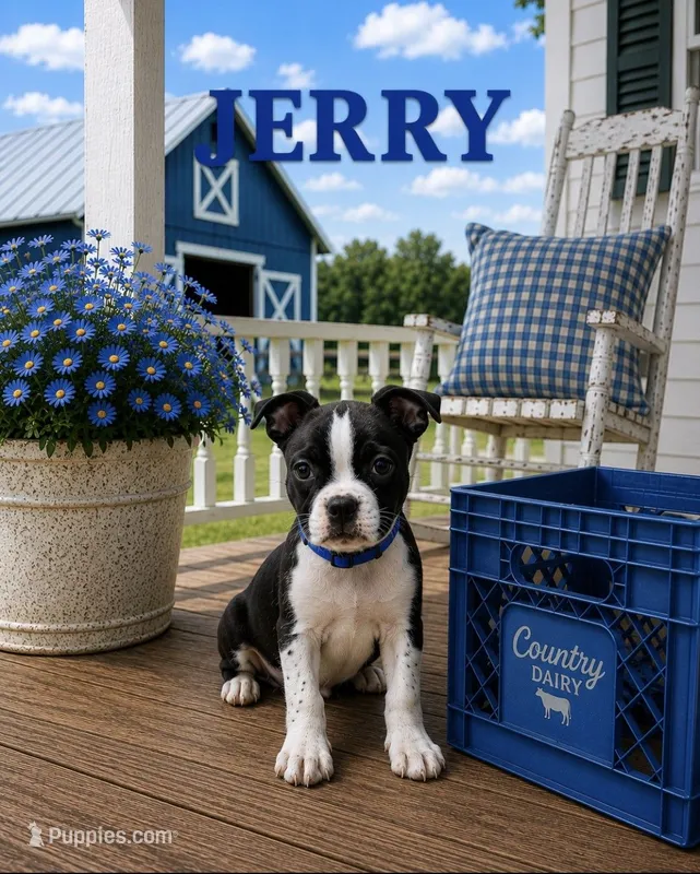 Jerry – Boston Terrier puppy for sale in Plainfield, IN