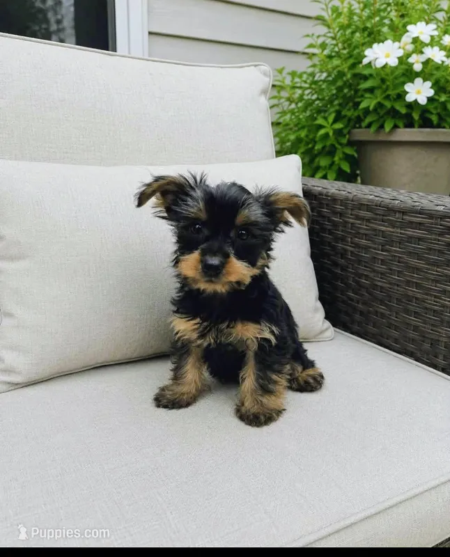 Boy 1 – Yorkshire Terrier puppy for sale in Plainfield, IN