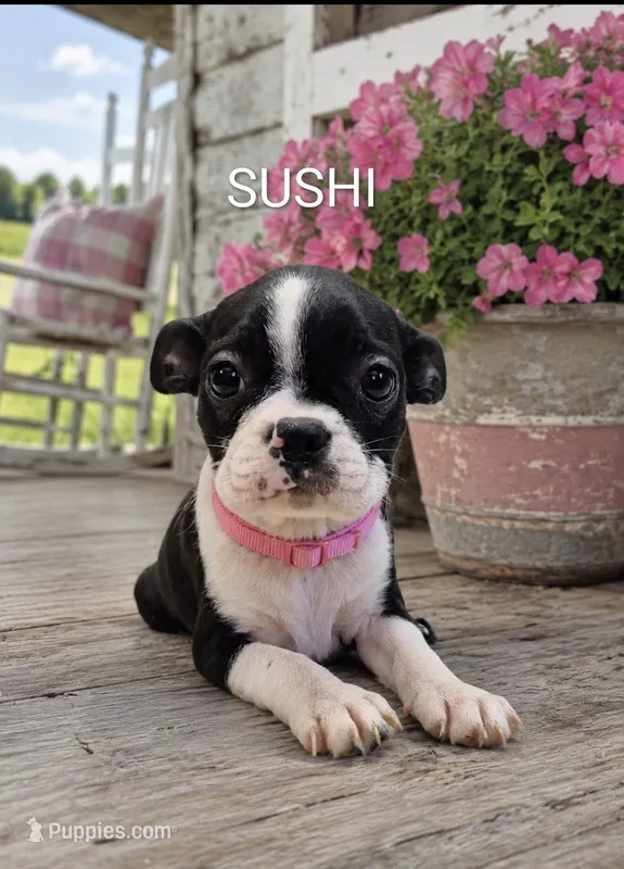 Sushi – Boston Terrier puppy for sale in Plainfield, IN