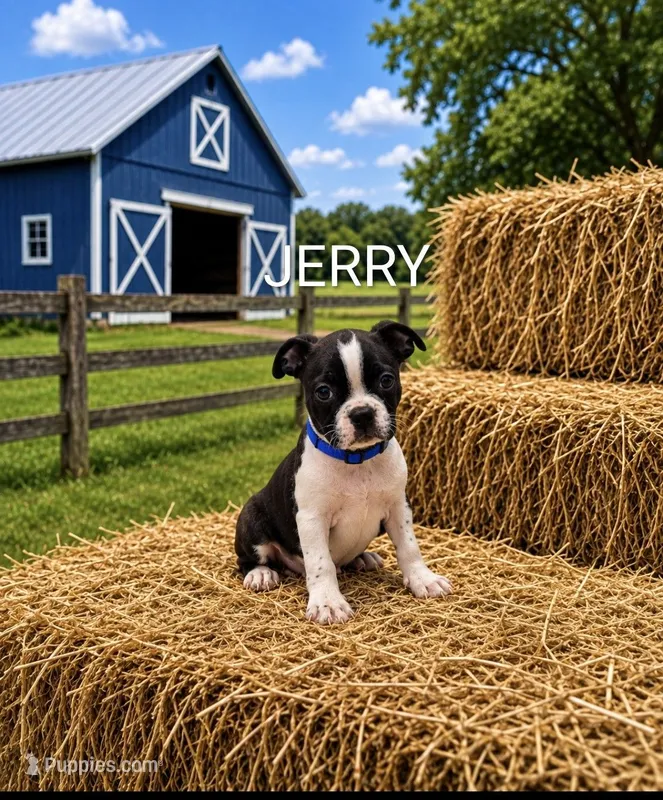 Jerry – Boston Terrier puppy for sale in Plainfield, IN