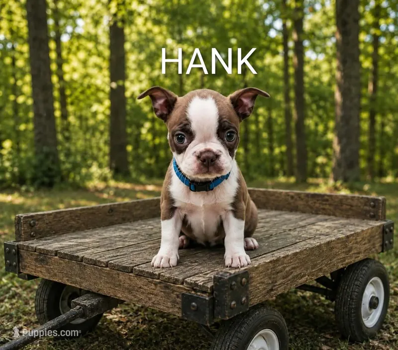 Hank – Boston Terrier puppy for sale in Plainfield, IN