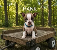 Hank, a male Boston Terrier for sale in Plainfield, IN – 1 of 1