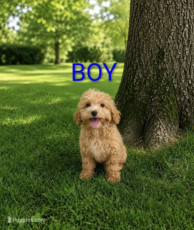 Boy 1 – Poodle - Miniature  puppy for sale in Plainfield, IN