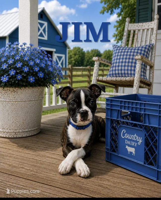 Jim – Boston Terrier puppy for sale in Plainfield, IN