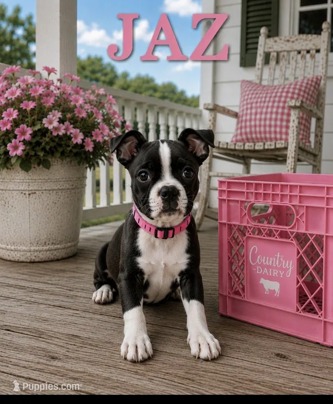 Jazz – Boston Terrier puppy for sale in Plainfield, IN