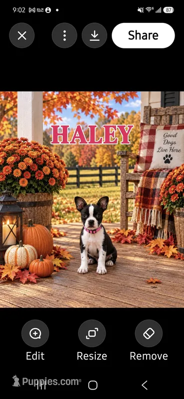 Haley – Boston Terrier puppy for sale in Plainfield, IN