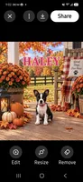 Haley, a female Boston Terrier for sale in Plainfield, IN – 1 of 1