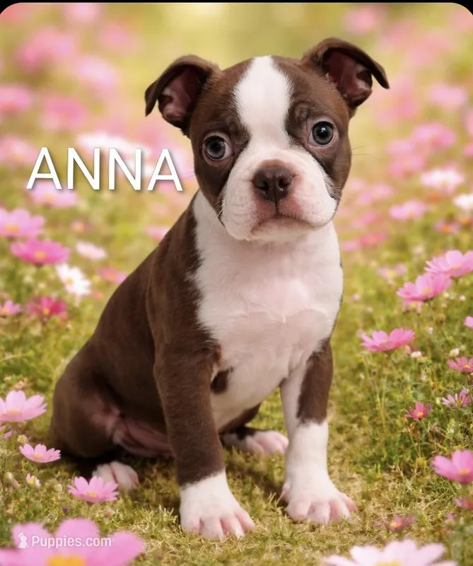 Anna – Boston Terrier puppy for sale in Plainfield, IN