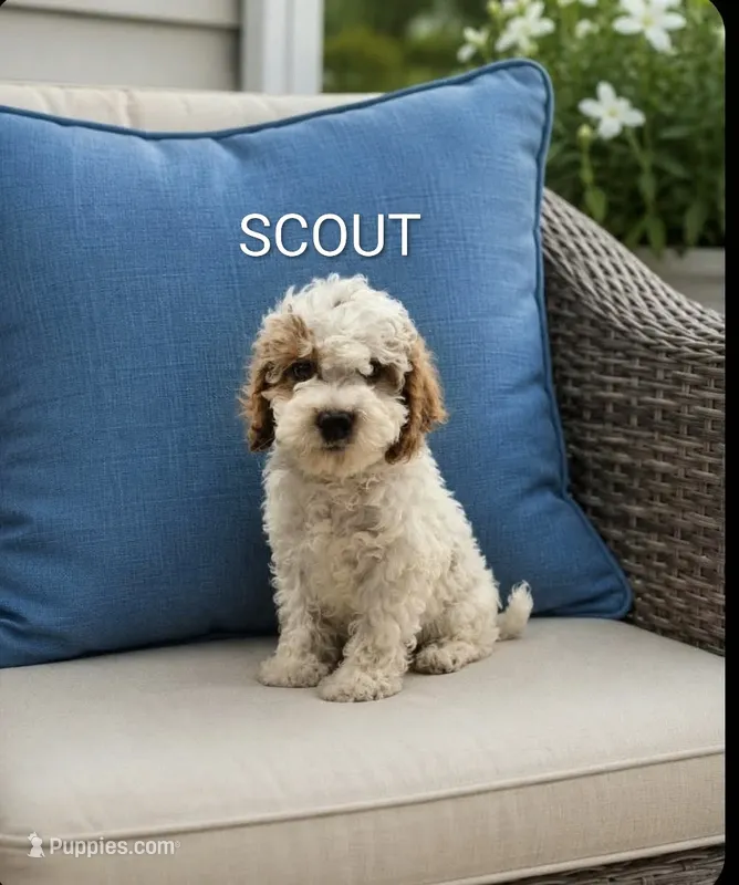 Scout – Poodle - Miniature  puppy for sale in Plainfield, IN