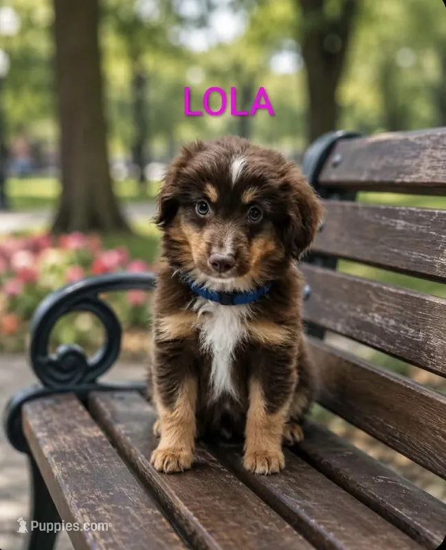 Lola – Miniature Australian Shepherd puppy for sale in Plainfield, IN