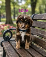 Lola, a female Miniature Australian Shepherd for sale in Plainfield, IN – 1 of 1