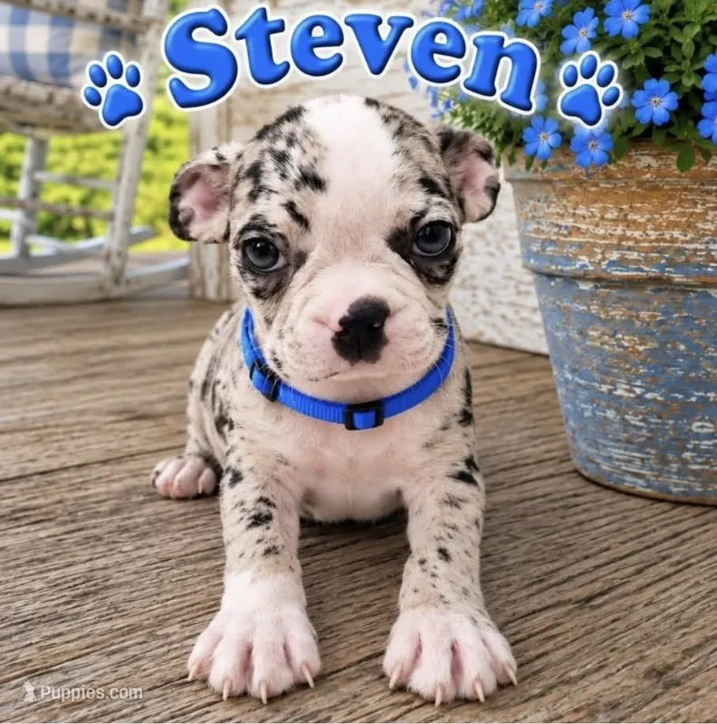 Steven – Boston Terrier puppy for sale in Plainfield, IN