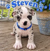 Steven, a male Boston Terrier for sale in Plainfield, IN – 1 of 1
