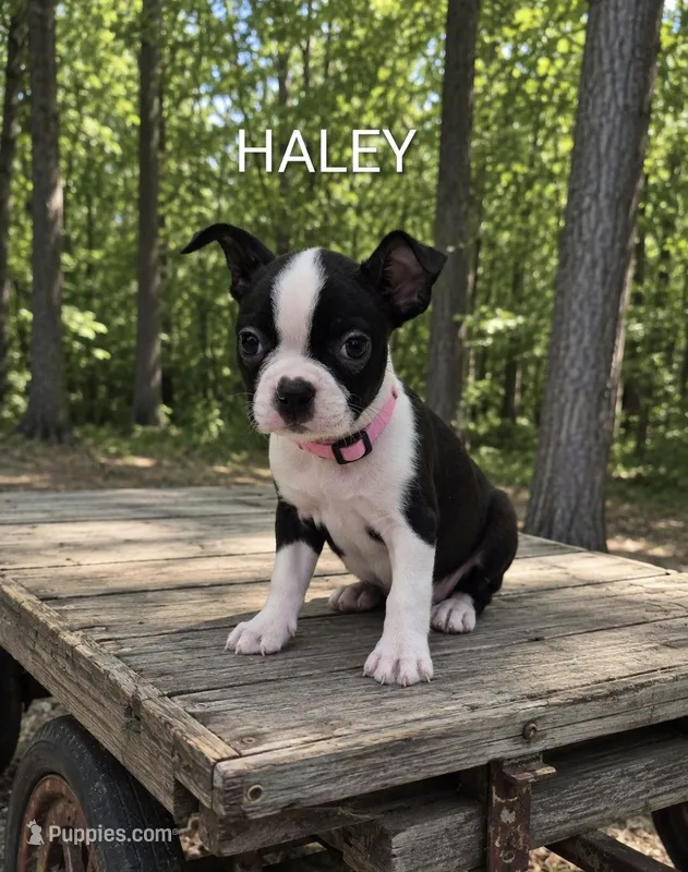 Haley – Boston Terrier puppy for sale in Plainfield, IN