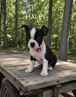 Haley, a female Boston Terrier for sale in Plainfield, IN – 1 of 1