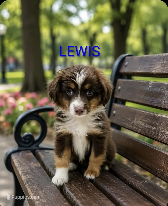 Lewis – Miniature Australian Shepherd puppy for sale in Plainfield, IN