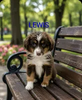 Lewis, a male Miniature Australian Shepherd for sale in Plainfield, IN – 1 of 1