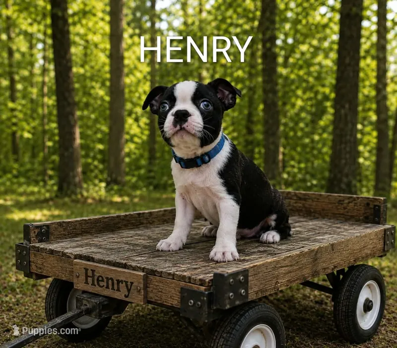 Henry – Boston Terrier puppy for sale in Plainfield, IN