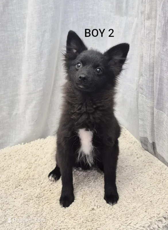 Boy 2 – Chihuahua, Pomeranian puppy for sale in Plainfield, IN
