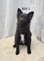 Boy 2, a male Chihuahua and Pomeranian for sale in Plainfield, IN – 1 of 1