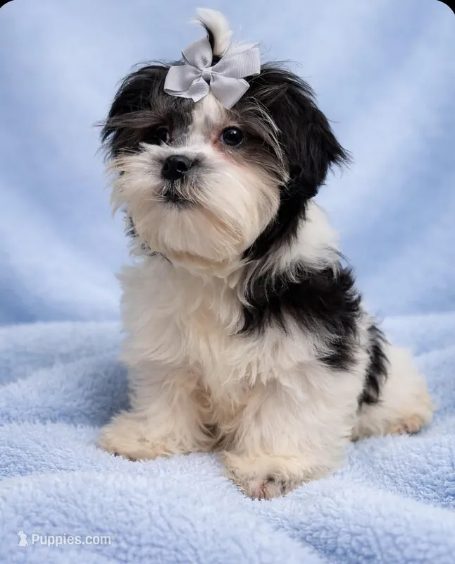 Kevin – Shih Tzu puppy for sale in Plainfield, IN