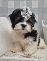 Kevin, a female Shih Tzu for sale in Plainfield, IN – Photo 5 of 5