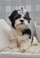 Kevin, a female Shih Tzu for sale in Plainfield, IN – Photo 3 of 5