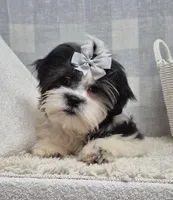 Kevin, a female Shih Tzu for sale in Plainfield, IN – Photo 2 of 5