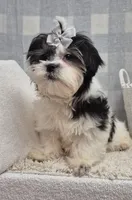 Kevin, a female Shih Tzu for sale in Plainfield, IN – Photo 4 of 5