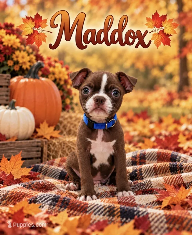 Maddox – Boston Terrier puppy for sale in Plainfield, IN