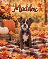 Maddox, a male Boston Terrier for sale in Plainfield, IN – 1 of 1