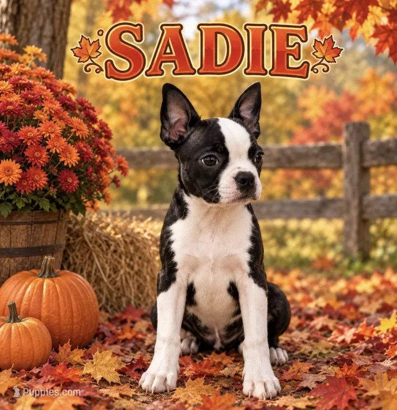 Sadie – Boston Terrier puppy for sale in Plainfield, IN