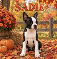 Sadie, a female Boston Terrier for sale in Plainfield, IN – 1 of 1