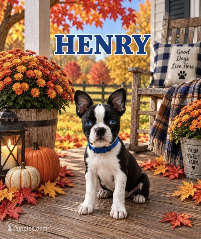Henry – Boston Terrier puppy for sale in Plainfield, IN
