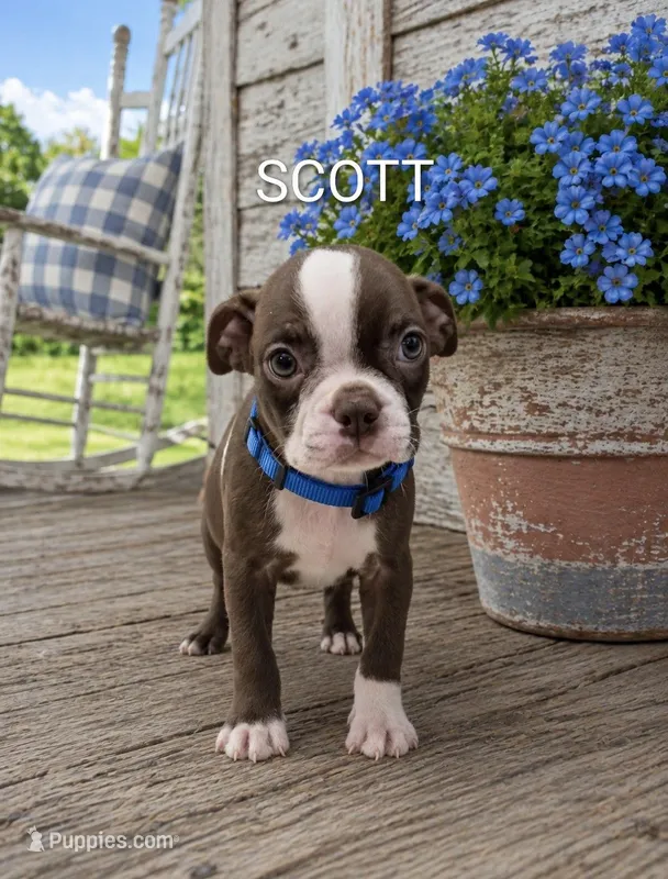 Scott – Boston Terrier puppy for sale in Plainfield, IN