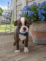 Scott, a male Boston Terrier for sale in Plainfield, IN – 1 of 1
