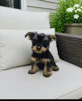 Boy 2, a male Yorkshire Terrier for sale in Plainfield, IN – 1 of 1
